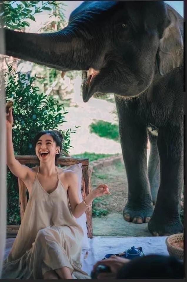 3 Pok Maewang Jinxiang Gold Elephant Park Mae Wang Exteriér fotografie