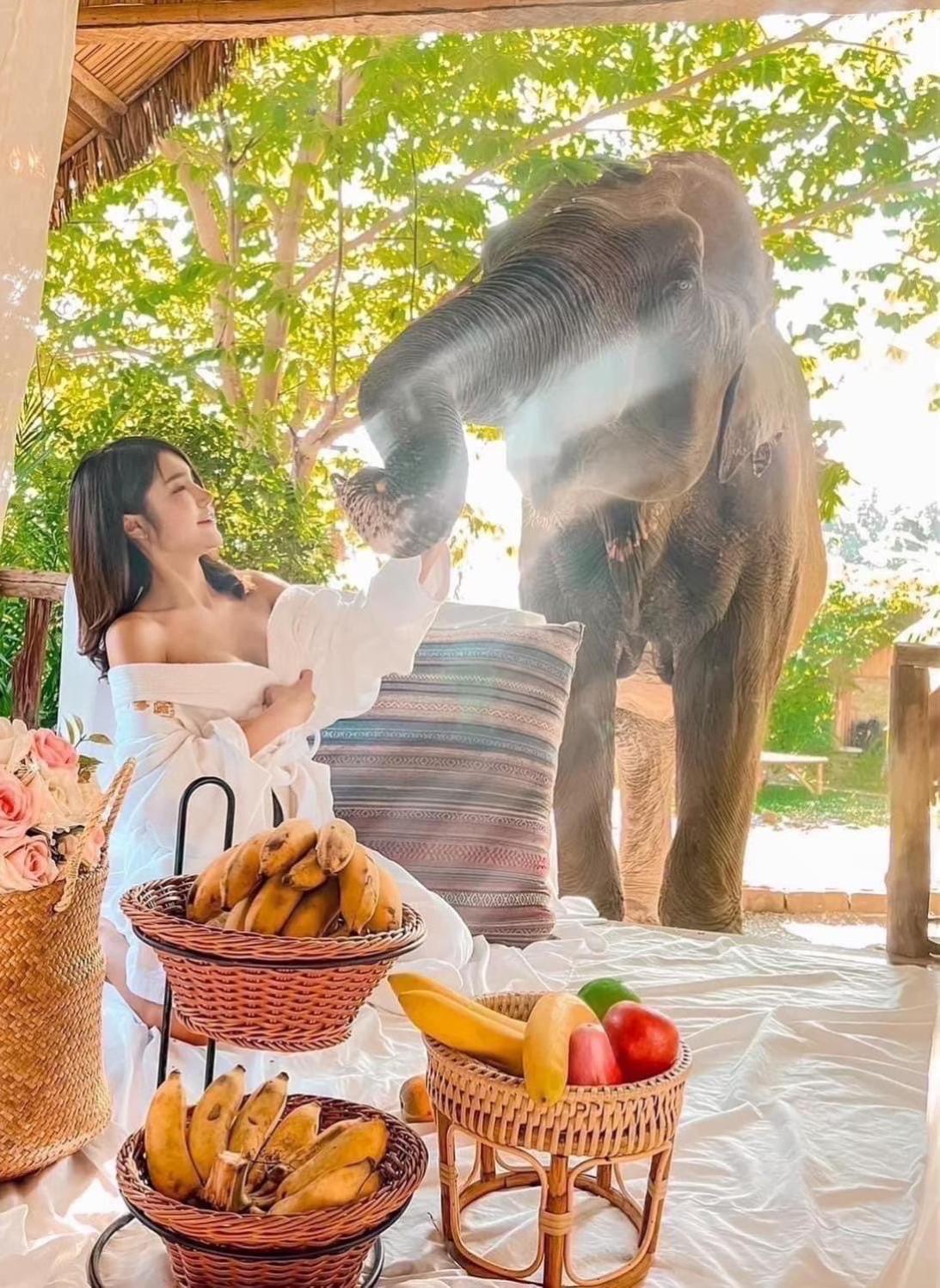 3 Pok Maewang Jinxiang Gold Elephant Park Mae Wang Exteriér fotografie