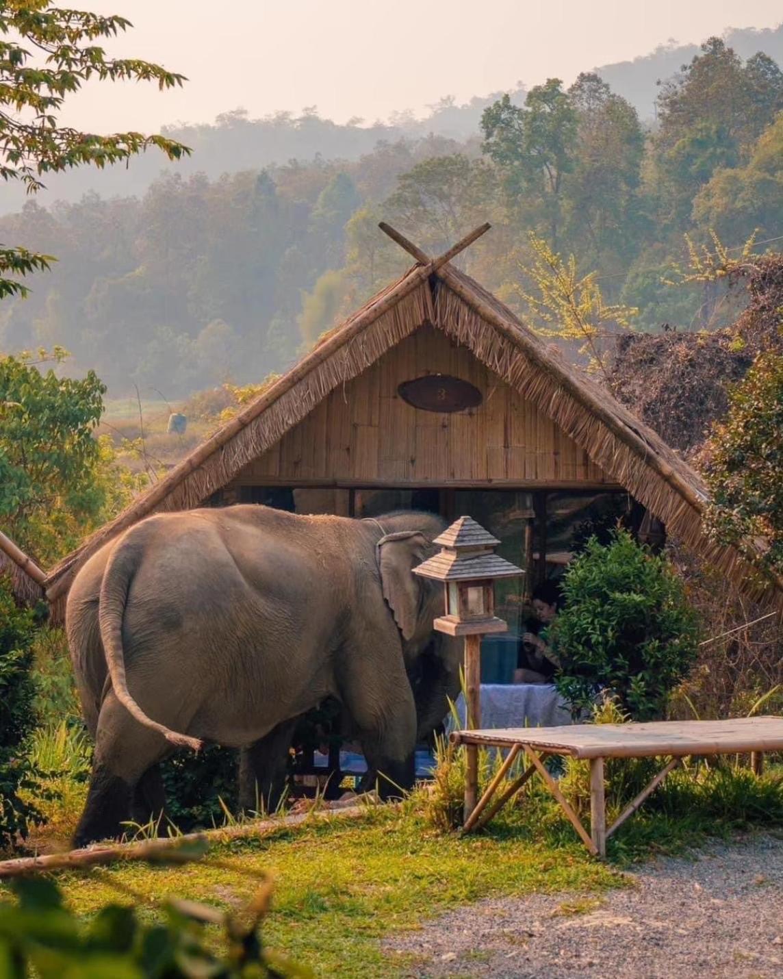 3 Pok Maewang Jinxiang Gold Elephant Park Mae Wang Exteriér fotografie