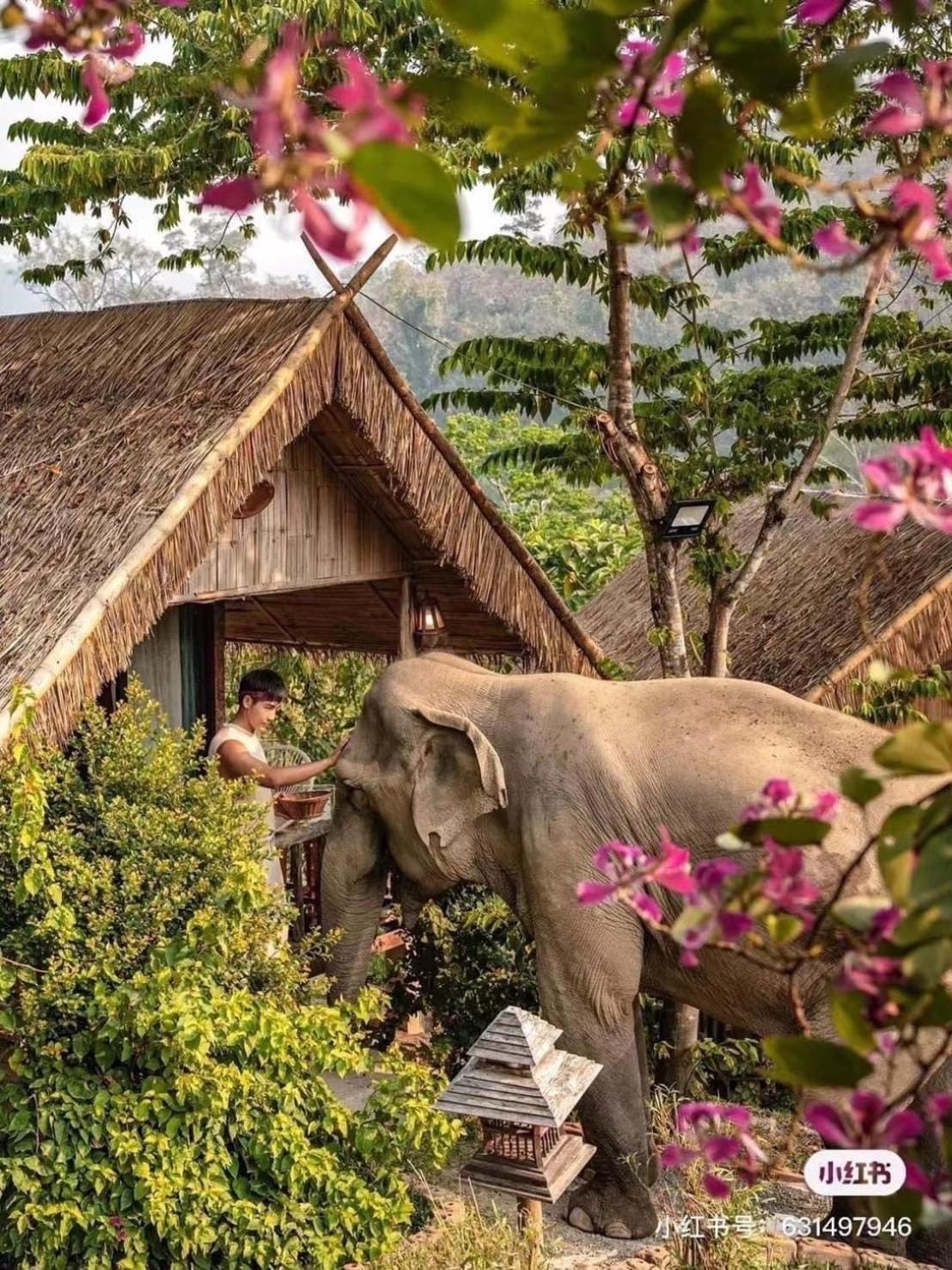 3 Pok Maewang Jinxiang Gold Elephant Park Mae Wang Exteriér fotografie