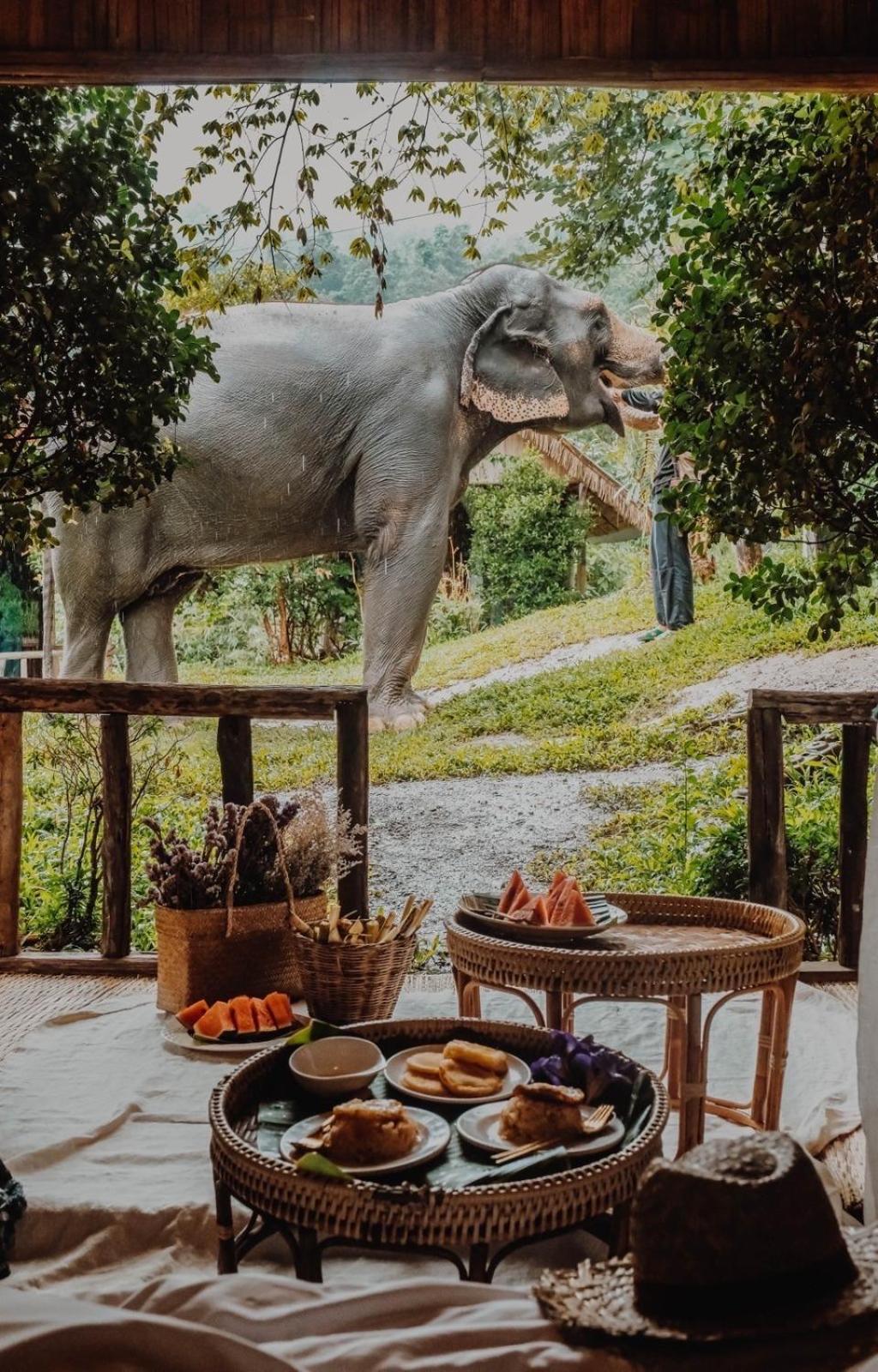 3 Pok Maewang Jinxiang Gold Elephant Park Mae Wang Exteriér fotografie